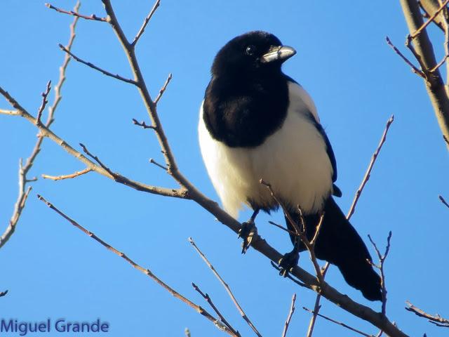 EL PARDILLO SIZERIN EN EL PARQUE DE MENDILLORI EN NAVARRA