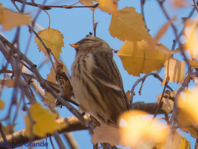 EL PARDILLO SIZERIN EN EL PARQUE DE MENDILLORI EN NAVARRA