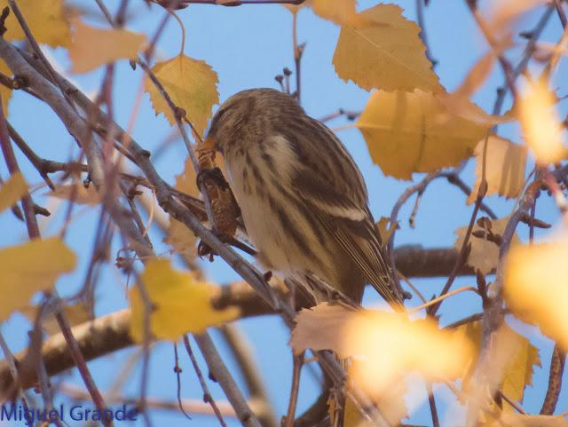 EL PARDILLO SIZERIN EN EL PARQUE DE MENDILLORI EN NAVARRA