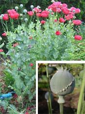 usos medicinales Adormidera