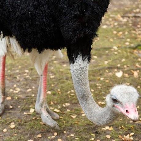 Das Stue, un refugio urbano muy especial.