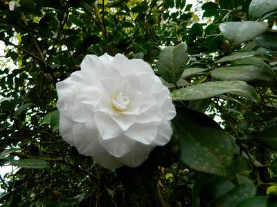 ¡Adoriamo L'Italia! (Parte I)