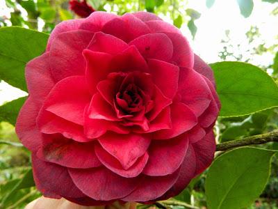 ¡Adoriamo L'Italia! (Parte I)