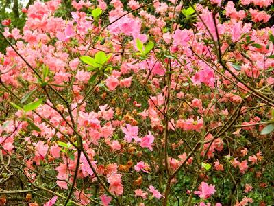 ¡Adoriamo L'Italia! (Parte I)