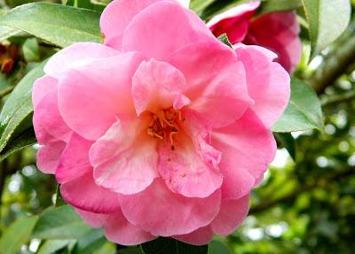 ¡Adoriamo L'Italia! (Parte I)