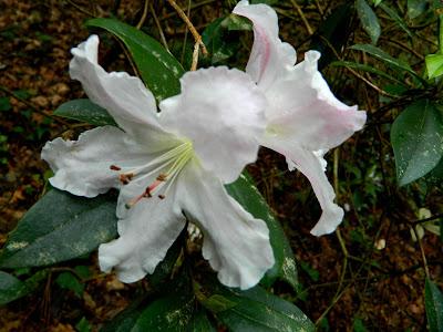 ¡Adoriamo L'Italia! (Parte I)