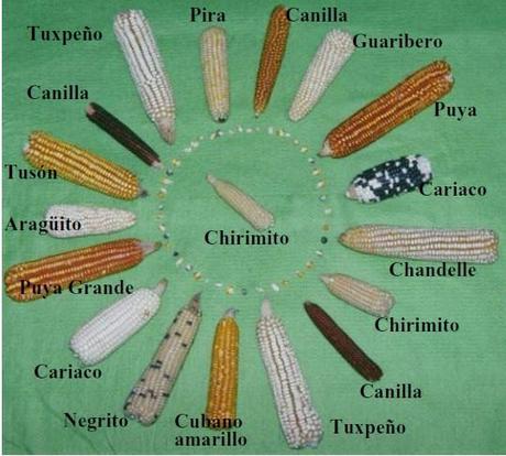 Cortesía www.scielo.org.ve