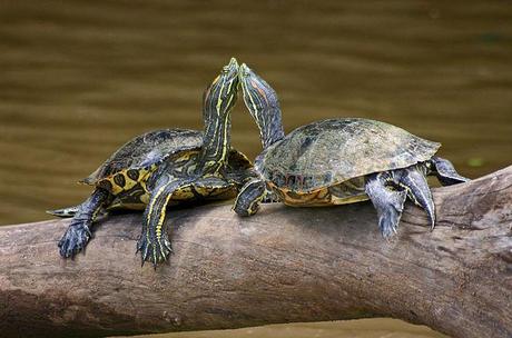 Las tortugas de florida tienen condición de especia invasora en España