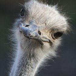 La teoría y los hechos.