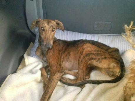 ANDREA, preciosa galga de 2 años rescatada de la perrera. (Zaragoza)