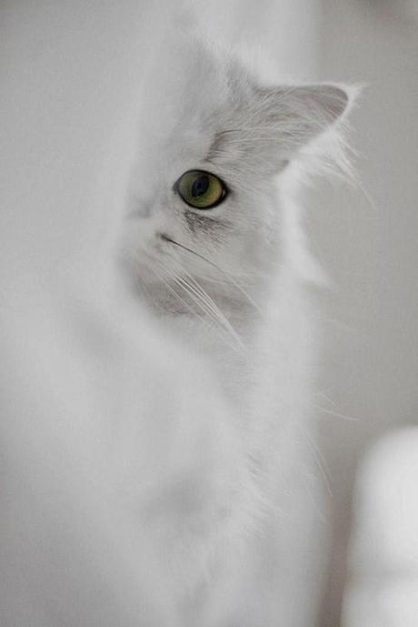 Pensamientos desde la camilla. (Definitivamente no me gustan las inyecciones)