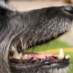 gingivitis perros