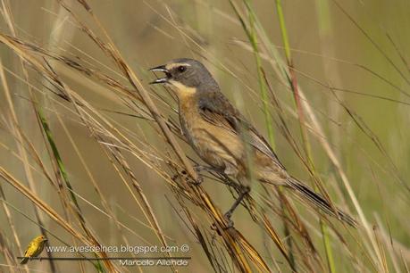 Cachilo canela (Long-tailed reed-Finch) Donacospiza albifrons