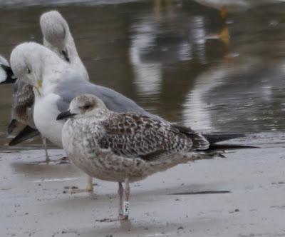 Gaviota báltica anillada en Finlandia