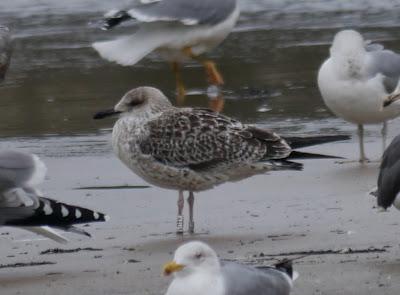 Gaviota báltica anillada en Finlandia