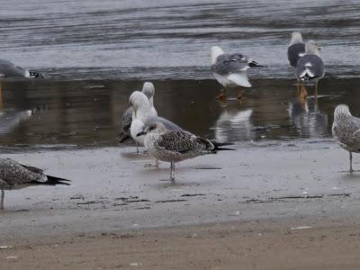Gaviota báltica anillada en Finlandia