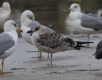 Gaviota báltica anillada en Finlandia