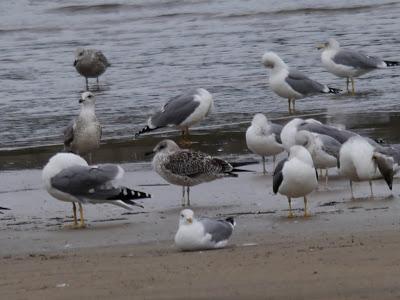 Gaviota báltica anillada en Finlandia
