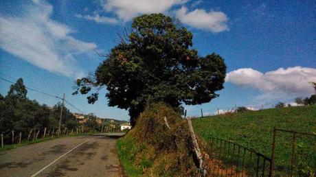 Ruta de los molinos (concejo de iIlas) 100% senderismo rural