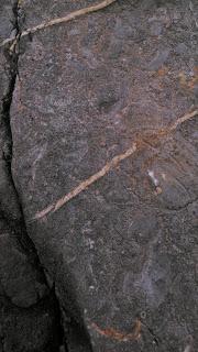 fósiles en asturias (Aviles y alrededores)