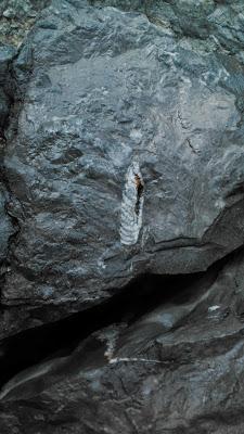 fósiles en asturias (Aviles y alrededores)