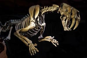 Muestra en Museo Argentino