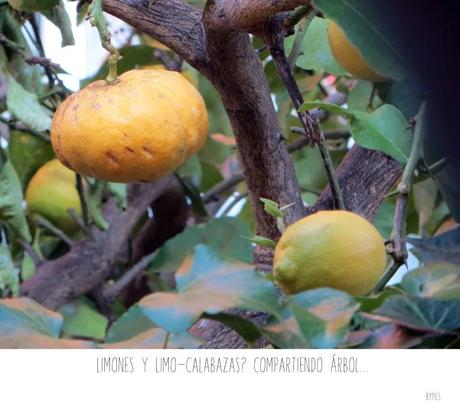 limon2