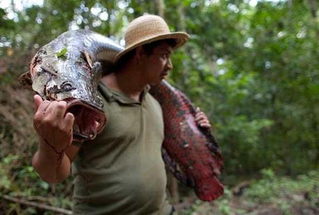El arapaima es cargado a hombros