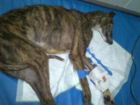 MUY URGENTE! MADRID. NECESITAMOS ACOGIDA URGENTÍSIMA O ADOPCIÓN PARA DUNCAN.