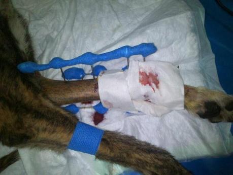 MUY URGENTE! MADRID. NECESITAMOS ACOGIDA URGENTÍSIMA O ADOPCIÓN PARA DUNCAN.