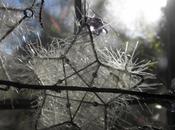 Blog hop! Macro contra