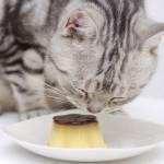 alimentos peligrosos para los gatos