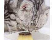 Alimentos peligrosos para gatos