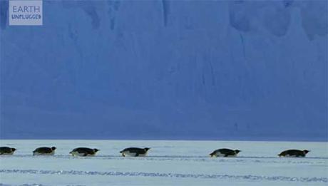 12 animales de Navidad