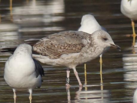 Gaviotas patiamarillas locales