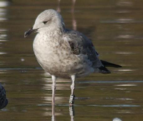 Gaviotas patiamarillas locales