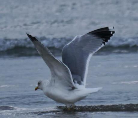 Gaviotas patiamarillas locales