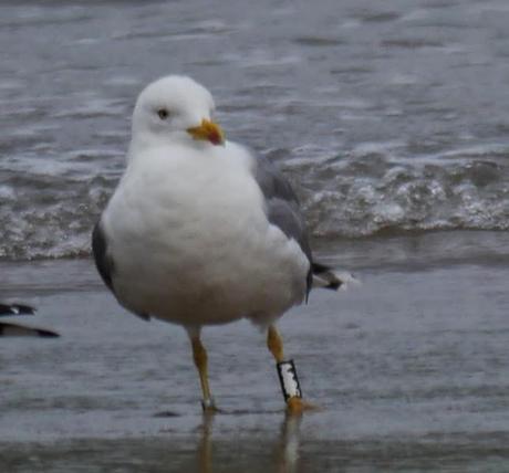 Gaviotas patiamarillas locales