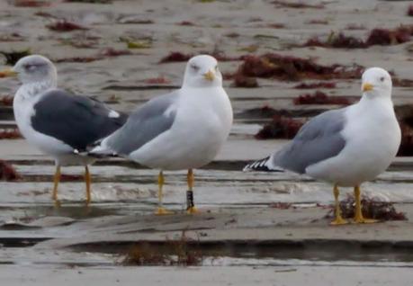 Gaviotas patiamarillas locales