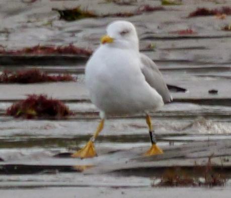 Gaviotas patiamarillas locales