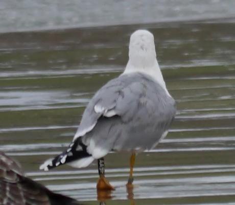 Gaviotas patiamarillas locales