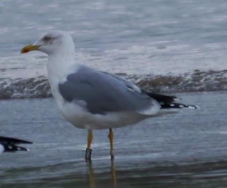 Gaviotas patiamarillas locales