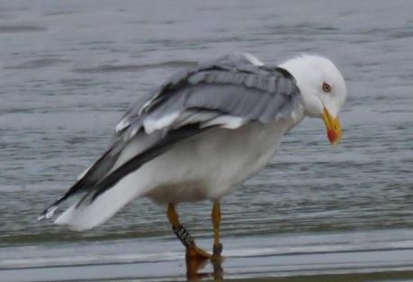 Gaviotas patiamarillas locales