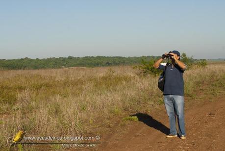 Observando aves en la Costanera de Candelaria / Misiones