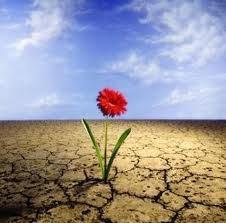 Cómo sobrevivir al fracaso y ser exitoso en el intento flor en el desierto