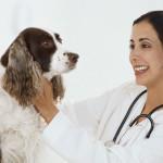 cómo elegir veterinario para tu perro