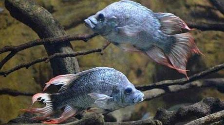 cíclidos Mangarahara en el Zoo de Londres