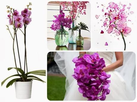 En el 2014: Radiant Orchid