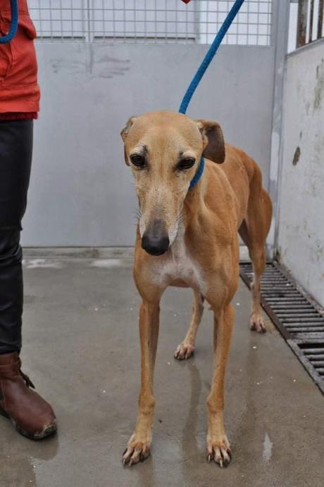 Africa, en lista de sacrificio. PERRERA DE BADAJOZ.