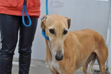 Africa, en lista de sacrificio. PERRERA DE BADAJOZ.